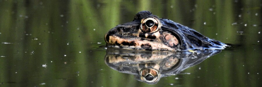 Ein Ochsenfrosch im Wasser