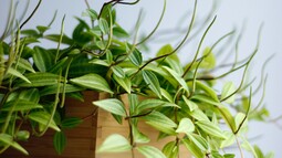 Grüne Blume wuchert in einem Blumenkasten aus Holz