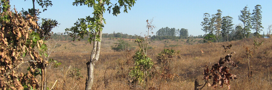 Malawi trockene Felder