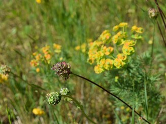 Der große Wiesenknopf wächst auf einer dicht bewachsenen Blühfläche