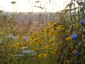 Dicht bewachsene Wildblumenwiese in voller Blüte