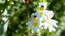 Weiße Blüten des gewöhnlichen Augentrost