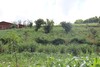 Erste Pflanzen sprießen auf landwirtschaftlicher Anbaufläche in Malawi