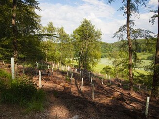 Caldener Wald Aufforstungsfläche