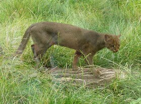 Jaguarundi