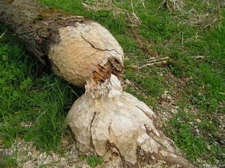 Gefaellter Baum