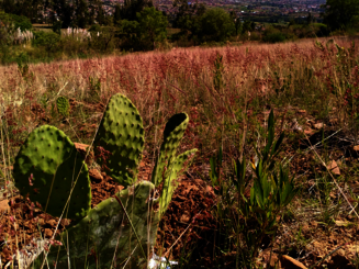 Von der Naturschutzorganisation Naturefund neu angelegte Dynamische Agroforstparzelle in Bolivien
