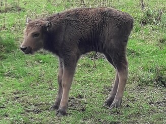 Wisent Kalb in Nahaufnahme steht auf einer Weide