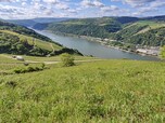 Wiese im Gebiet der Dörscheider Heide vor dem Panorama des Mittelrheins