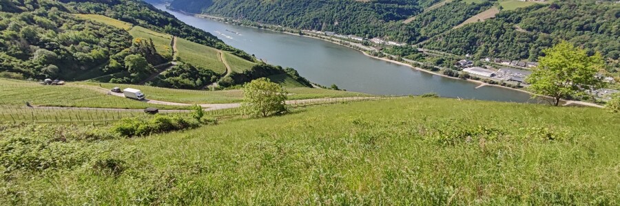 Wiese im Gebiet der Dörscheider Heide vor dem Panorama des Mittelrheins