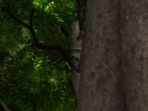 Leguan auf Jiñocuabo-Baum