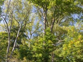 Dichter Wald an der Bauchaue 
