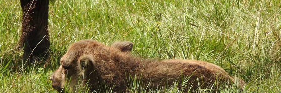 Wisent Kalb liegt auf Weide