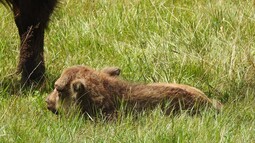 Wisent Kalb liegt auf Weide