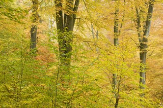 Wald im Herbst