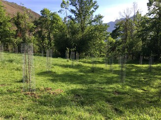 Frisch gepflanzte Obstbäume auf Wiese