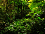 Viele verschiedene Pflanzen wachsen im grünen Dickicht des Regenwaldes in Costa Rica