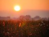 Verschwommene Sonne bei Sonnenuntergang hinter einer Wiese