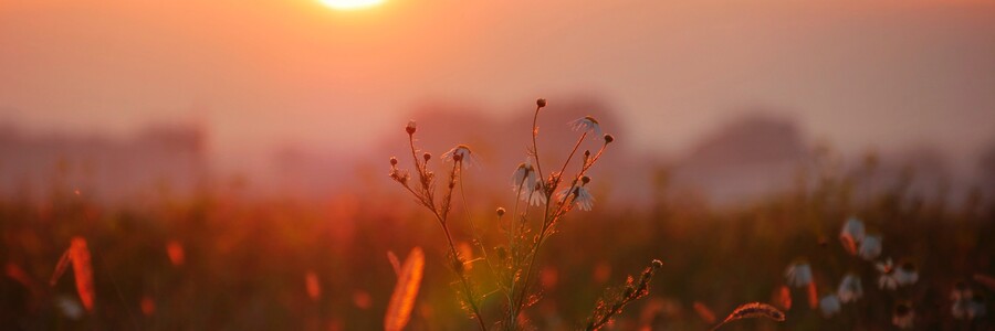 Verschwommene Sonne bei Sonnenuntergang hinter einer Wiese