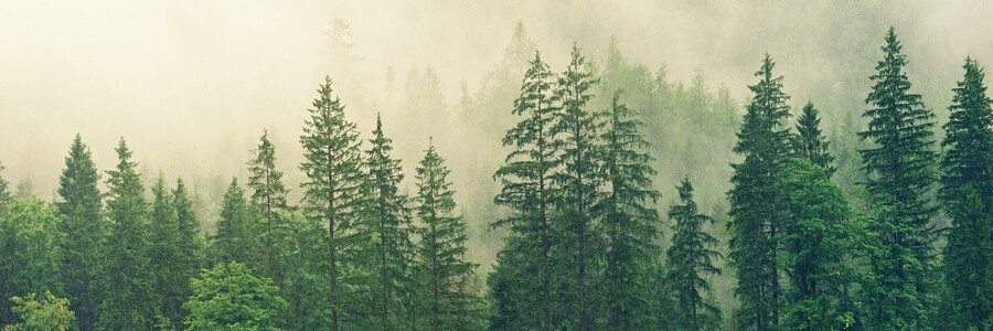 Wald in Nebel gehüllt