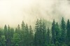 Wald in Nebel gehüllt