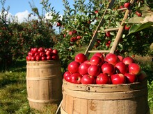 Rote Äpfel liegen in Fässern auf einer Streuobstwiese