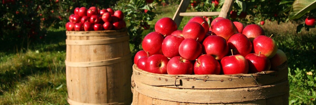 Rote Äpfel liegen in Fässern auf einer Streuobstwiese