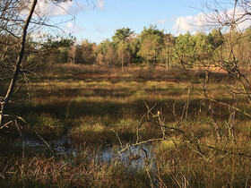 Hamberger Moor
