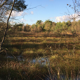 Hamberger Moor