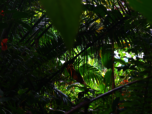 Dichter Bewuchs im Regenwald von Costa Rica