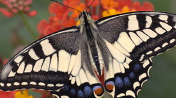 Ein Schmetterling der Art Schwalbenschwanz sitzt auf einer roten Blüte