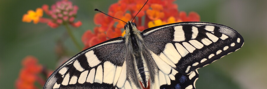 Ein Schmetterling der Art Schwalbenschwanz sitzt auf einer roten Blüte
