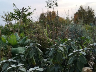 Kräuter, Blumen, Gemüse und Bäume wachsen auf einer Dynamischen Agroforst Parzelle