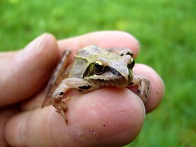 Springfrosch