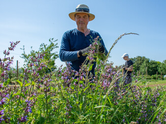 Ein Mann erfreut sich an blühenden Pflanzen