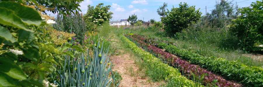 Dynamischer Agroforst Acker in Wiesbaden Erbenheim, auf dem neben Gemüse, Obst, Kräutern, Sträuchern und Blumen auch eine Vielzahl an Bäumen wachsen