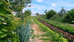 Dynamischer Agroforst Acker in Wiesbaden Erbenheim, auf dem neben Gemüse, Obst, Kräutern, Sträuchern und Blumen auch eine Vielzahl an Bäumen wachsen