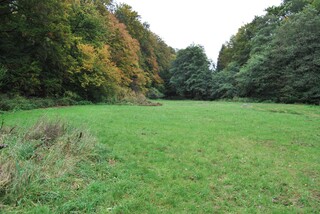 Große Wiese mitten im Wald