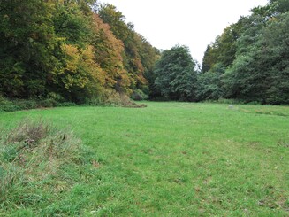 Große Wiese mitten im Wald