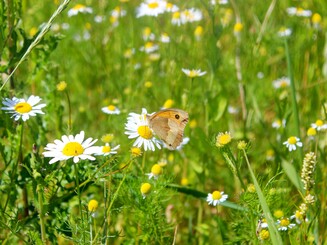 Schmetterling großes Ochsenauge sitzt auf Kamillenblüte auf einer Wiese