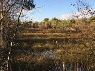 Blick ins Hamberger Moor