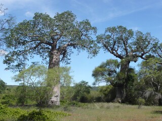 Baobabs