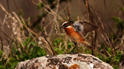 Ein Braunkehlchen sitzt auf einem Stein und breitet seine Flügel aus