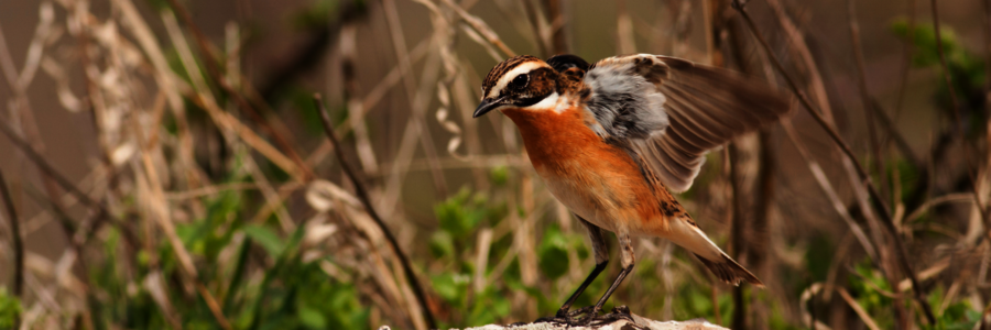 Ein Braunkehlchen sitzt auf einem Stein und breitet seine Flügel aus