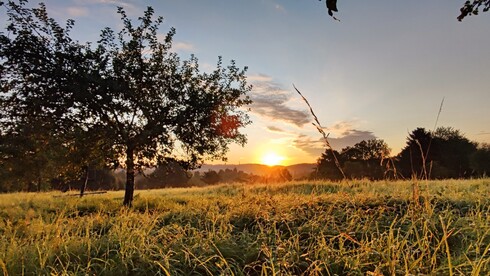 Streuobstwiese in Wiesbaden bei Sonnenaufgang