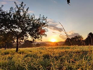 Streuobstwiese in Wiesbaden bei Sonnenaufgang