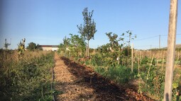 Baumreihe auf Acker im Sonnenschein