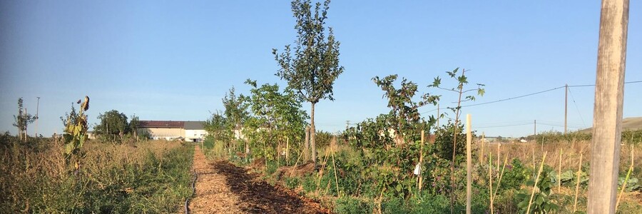 Baumreihe auf Acker im Sonnenschein