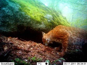 Ein Luchs vor der Fotofalle
