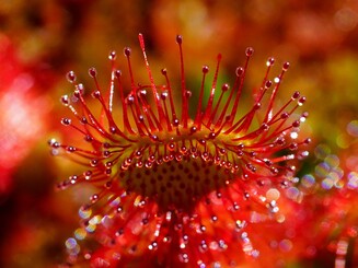 Rote Blüten des Sonnentaus in Nahaufnahme